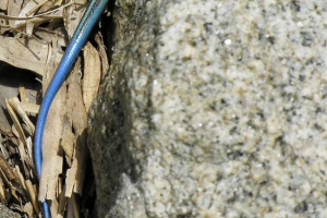 Daleki eastern szink - reptil u oklopu metal